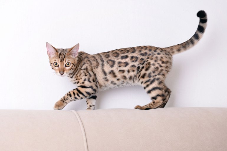 Die Bengalkatze: Leoparden für das Wohnzimmer