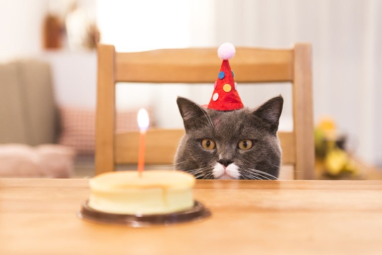 Happy Birthday, Katze.net