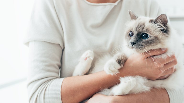 Katzen kaufen: Züchter oder Tierheim? Wo sollte man Katzen kaufen?