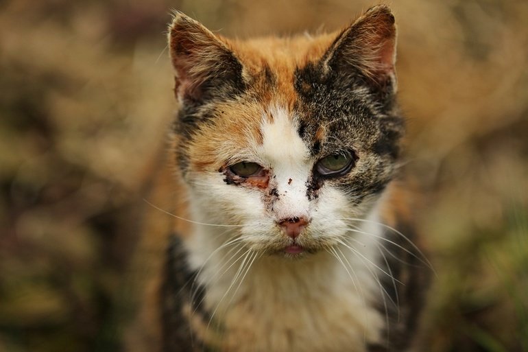Katzenschnupfen – Infektiöse Rhinitis