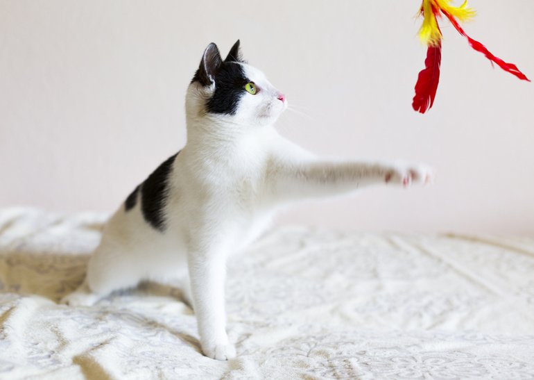 Katzenspielzeug – Abwechslung und Beschäftigung für ein glückliches Katzenleben
