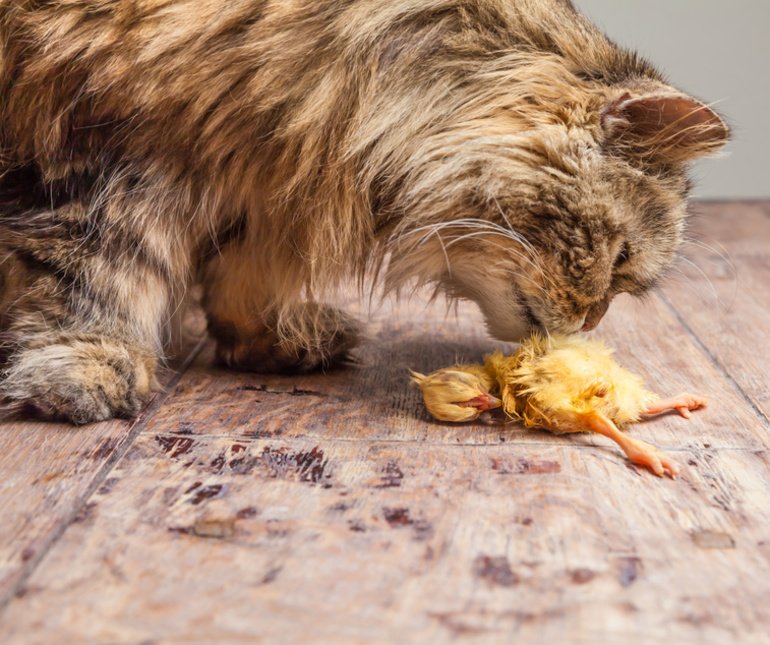Katzen BARFen, eine artgerechte und naturnahe Ernährung
