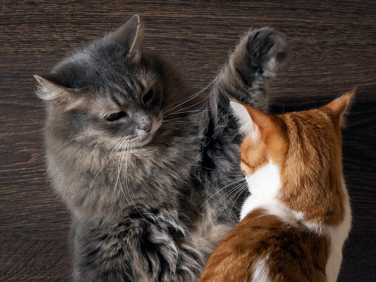 Katzenmobbing – Mobbing unter Katzen