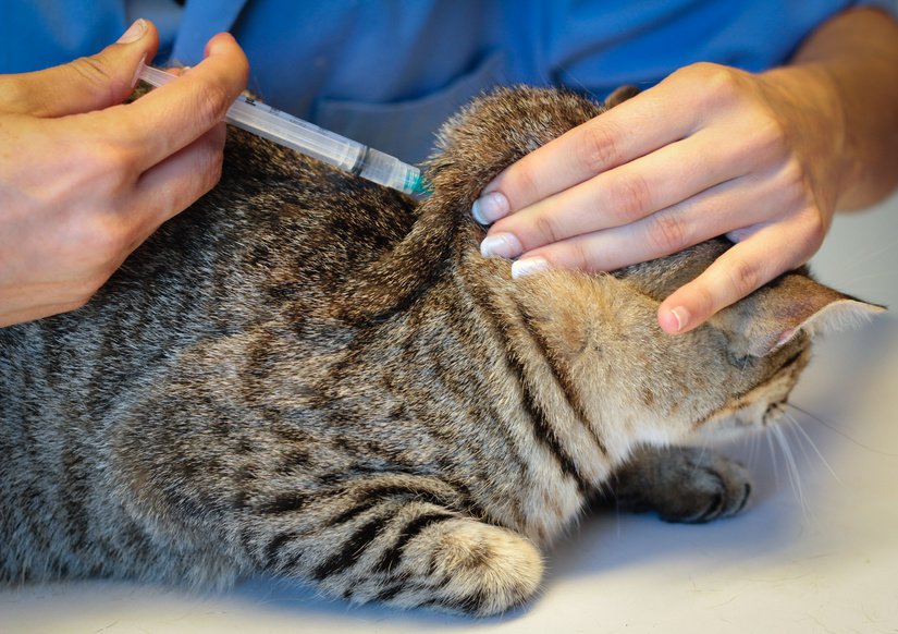 Katzenimpfung: Welche Impfungen die Katze wirklich braucht