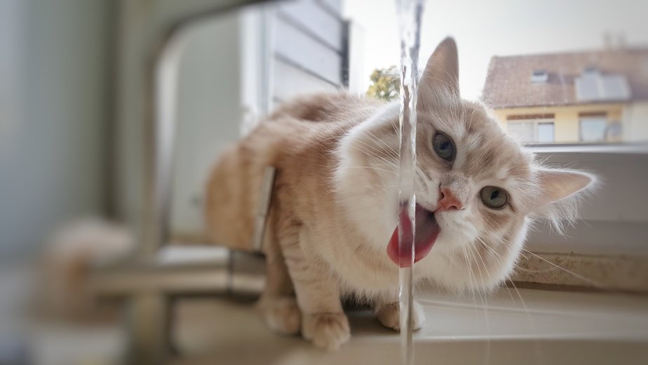 Trinkbrunnen: Katze zum Trinken animieren