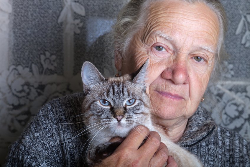 Katzenalter: Wie alt werden Katzen